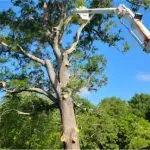 Tree Trimming Near Me in Mechanicsville, MD