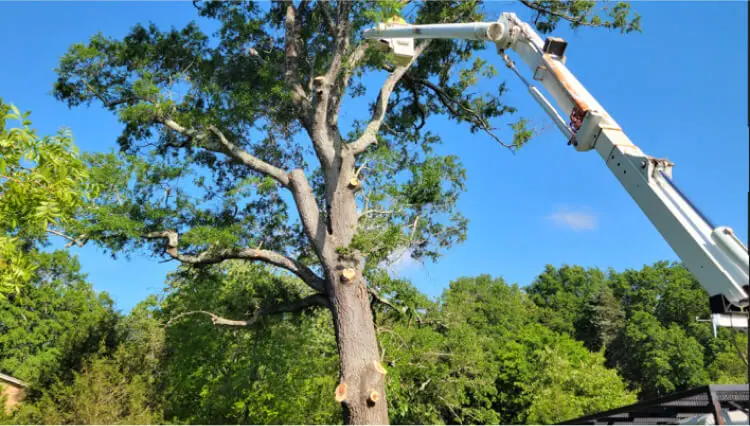 Tree Trimming Near Me in Mechanicsville, MD