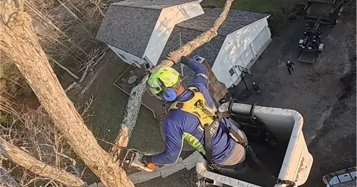 Arborist performing tree trimming and removal in a residential yard in Southern Maryland, with safety gear and professional equipment.