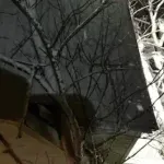 Emergency fallen tree cleanup near house