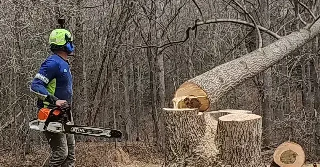 Certified tree service in Lusby, MD team working on oak tree