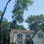 Commercial tree removal crew working near a Southern Maryland office building