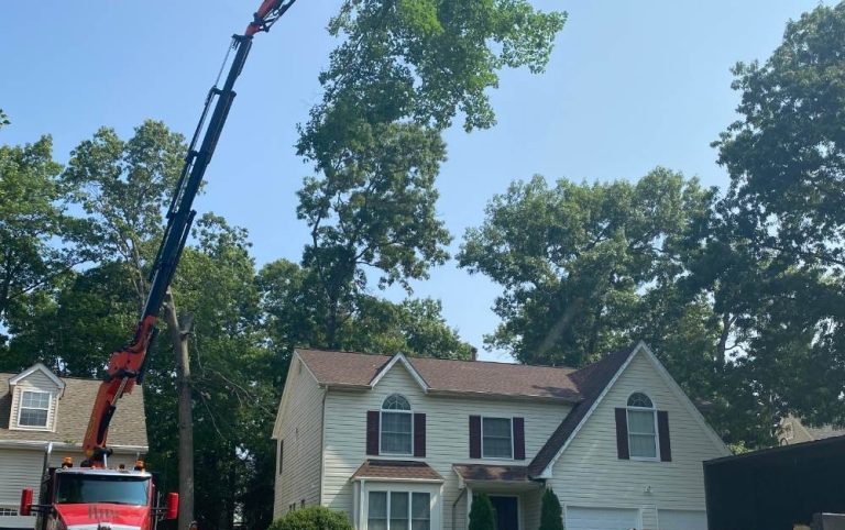 Commercial tree removal crew working near a Southern Maryland office building
