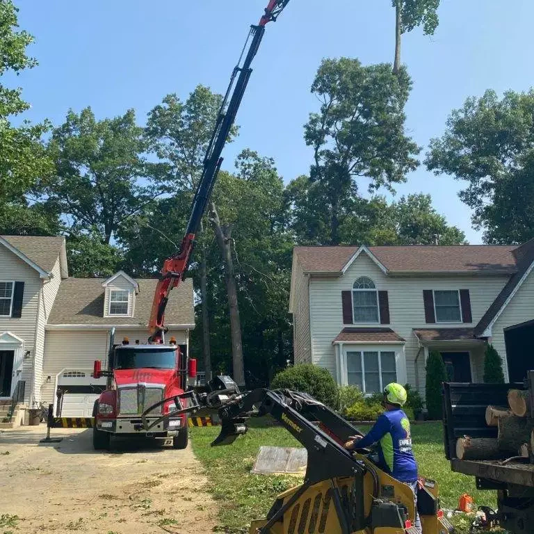 Certified arborist supervising emergency tree removal in Huntingtown MD