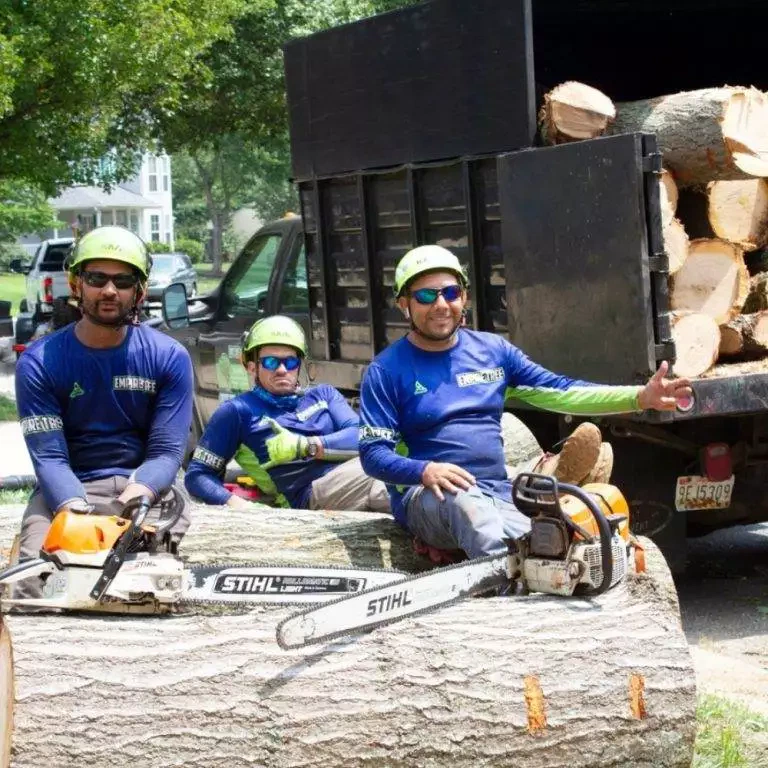 tree removal la plata md