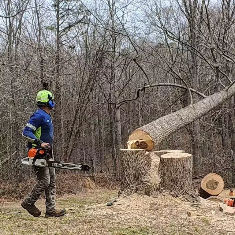 tree removal white plains, MD