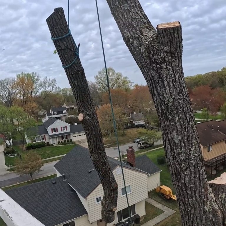 Crane-assisted hazardous tree removal after storm in La Plata MD