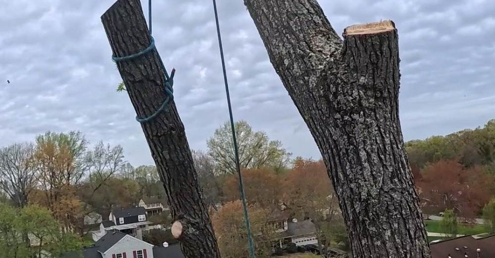 tree service in Mechanicsville, MD.