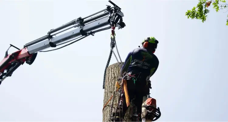 Commercial Tree Services Southern Maryland | Empire Tree Services