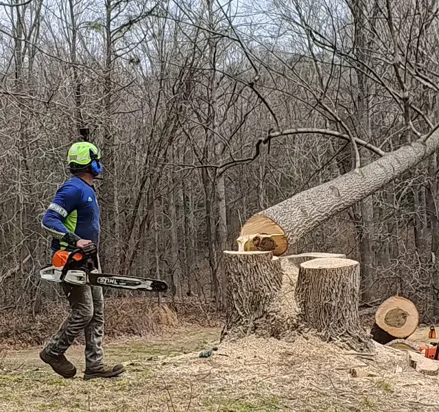 Emergency Tree Removal in Mechanicsville, MD
