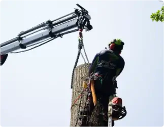 Commercial tree services in Southern Maryland, including Mechanicsville, Hughesville, Hollywood, Leonardtown, Prince Frederick, Charlotte Hall, La Plata, Lusby, and Huntingtown.