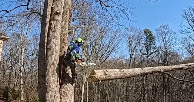 tree service california md