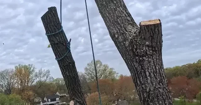 Tree removal crew working in Hollywood, MD