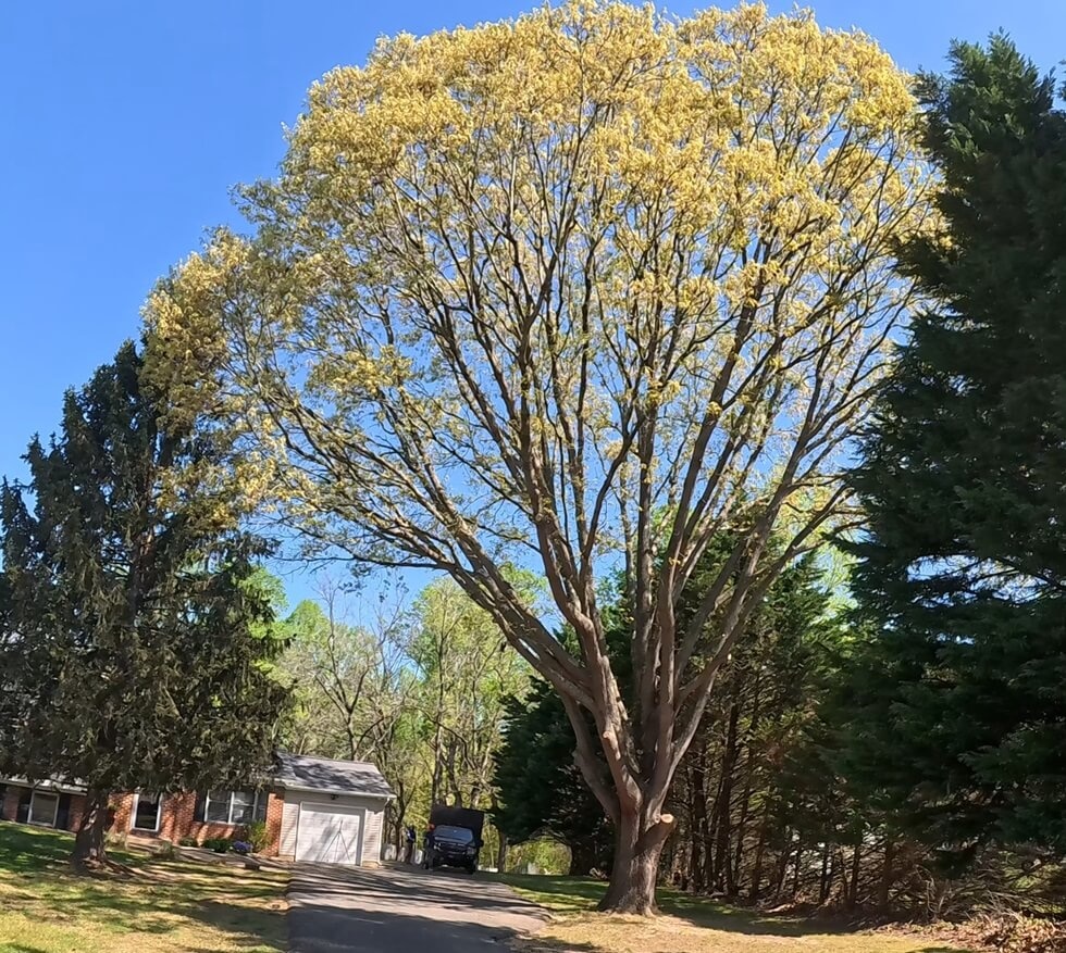 Tree pruning services in Southern Maryland, helping homes and businesses in Mechanicsville, Leonardtown, Prince Frederick, La Plata, and Lusby keep trees healthy, safe, and well-shaped.
