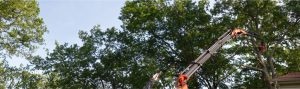Professional tree service in Mechanicsville and Southern Maryland by Empire Tree Services