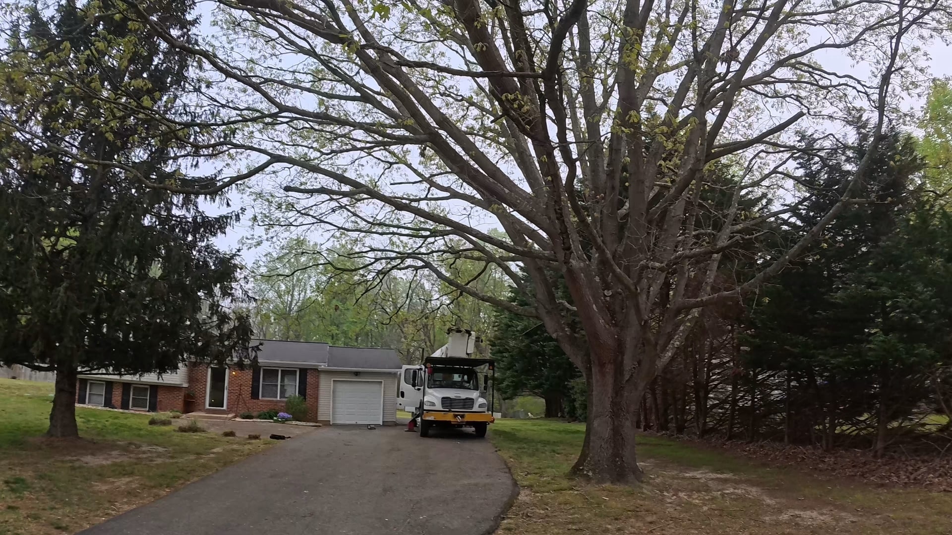 Tree care professional trimming branches in a Mechanicsville, MD backyard