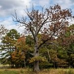 Dying oak tree in Southern Maryland showing canopy dieback and brown leaves