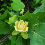 Southern Maryland tree identification showing oak, maple, and evergreen pine trees together
