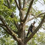 Arborist crown thinning White Oak for summer storm resistance