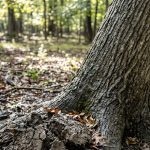 Soil heaving mound at base of leaning oak tree after heavy rain