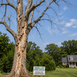 dead Ash tree with bark loss and canopy dieback caused by Emerald Ash Borer in Southern Maryland