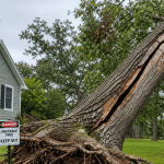 large leaning tree with exposed roots and trunk cracks before storm failure in Southern Maryland