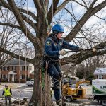 Certified arborist pruning an oak tree in winter in Mechanicsville, MD