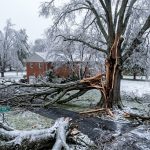 Large oak tree split after an ice storm in Mechanicsville Maryland