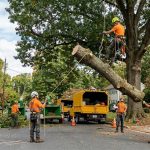 Professional tree removal crew lowering a large limb safely in Mechanicsville Maryland
