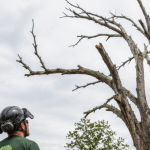 Arborist assessing a dead tree before removal in Southern Maryland