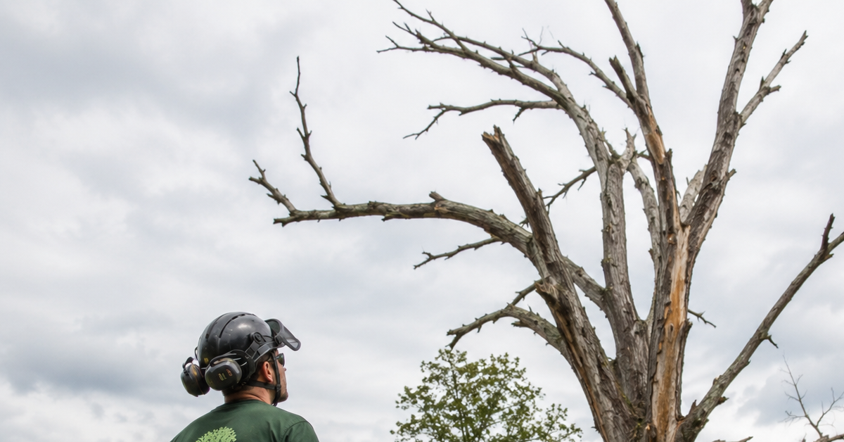Arborist assessing a dead tree before removal in Southern Maryland