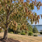 Tree showing drought stress with wilted leaves in Southern Maryland