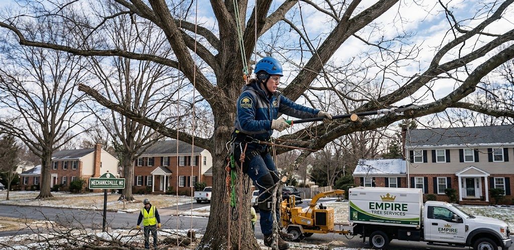 Certified arborist pruning an oak tree in winter in Mechanicsville, MD