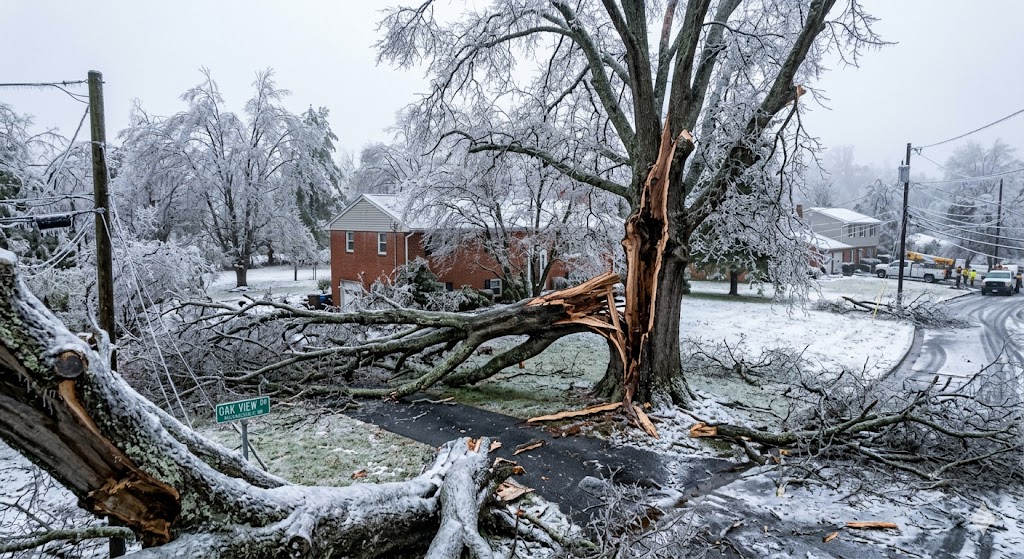 Large oak tree split after an ice storm in Mechanicsville Maryland