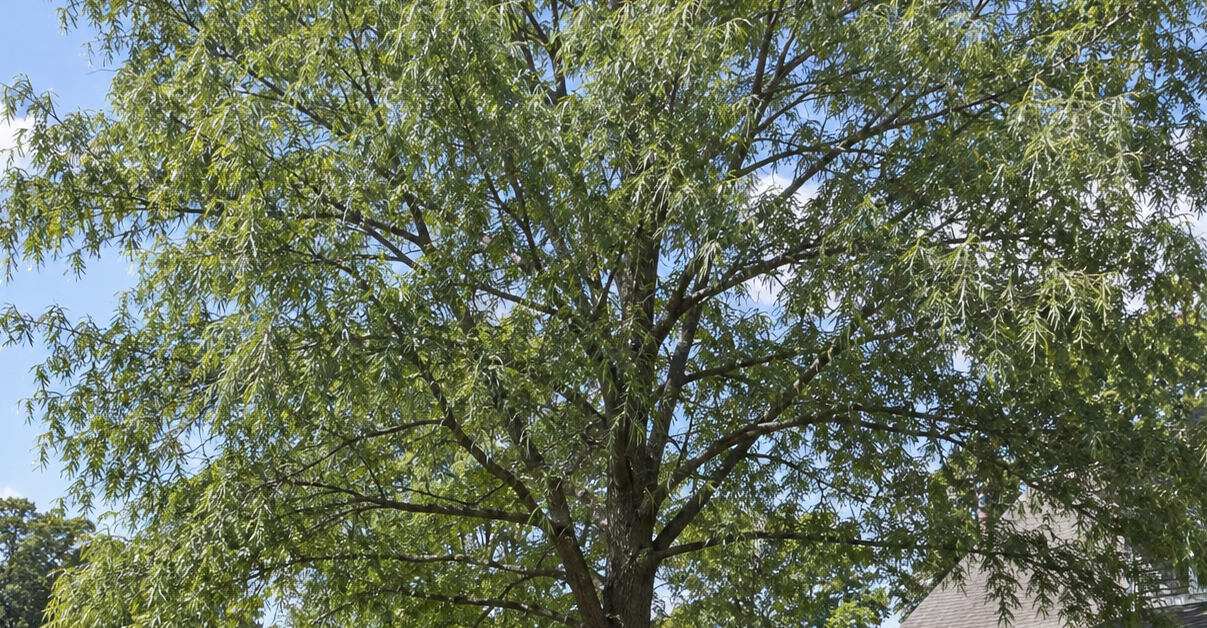 Willow oak growing in a residential yard in Southern Maryland