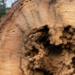 Cross-section of a tree trunk revealing internal decay in Southern Maryland