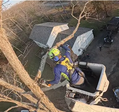 Crew performing emergency tree removal in Hollywood, MD after storm damage