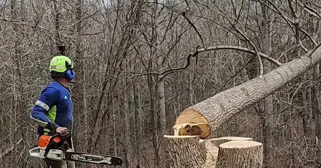 Tree pruning for safety in Southern Maryland to remove hazardous branches near a residential property