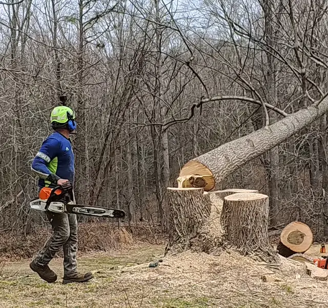 Emergency Tree Removal in Mechanicsville, MD