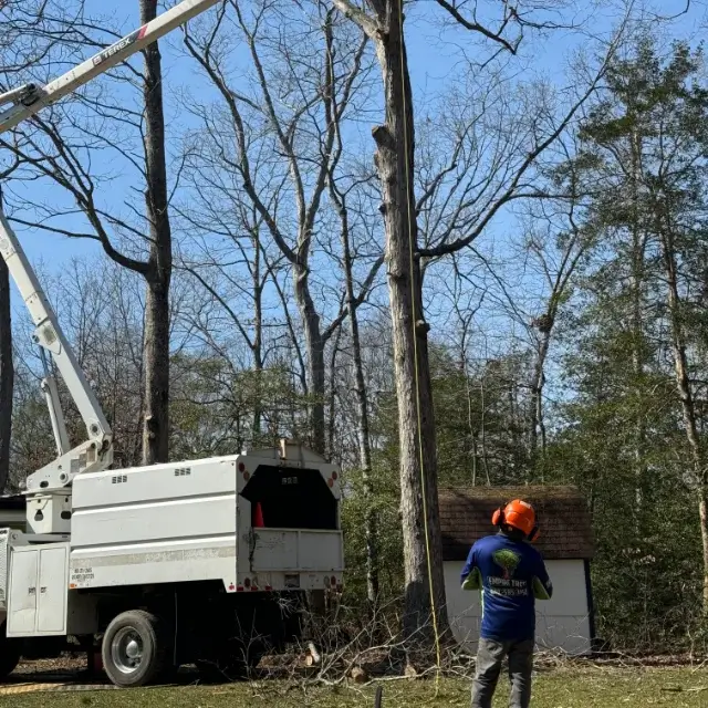 Tree Removal Mechanicsville MD