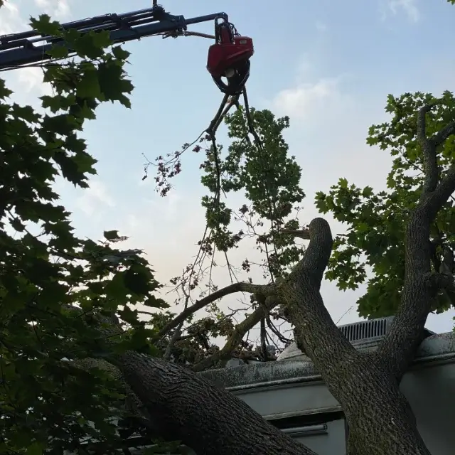 Tree Service in Hughesville, MD