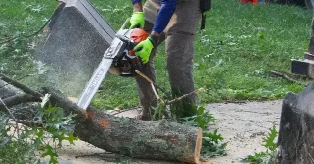 Empire Tree crew performing tree service near rural property in Hollywood