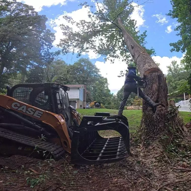 Empire team cutting and hauling storm tree debris in California MD