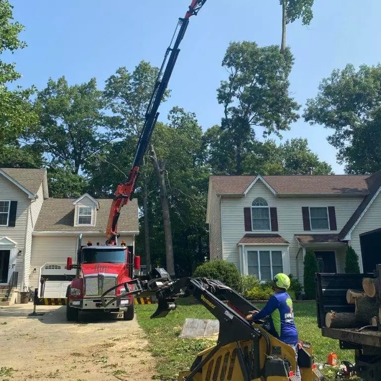 Certified arborist supervising emergency tree removal in Huntingtown MD
