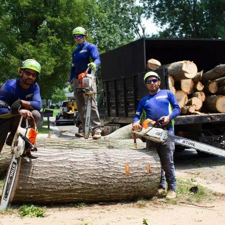 Empire Tree Services crew removing large pine tree near power lines