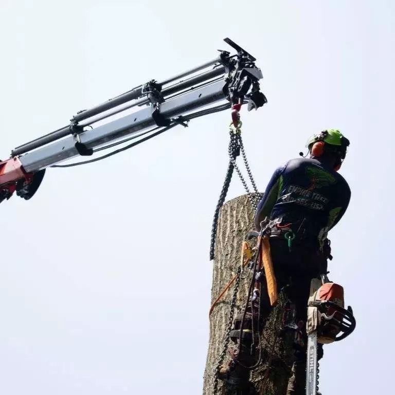 Empire Tree Services crew performing tree removal in Mechanicsville MD