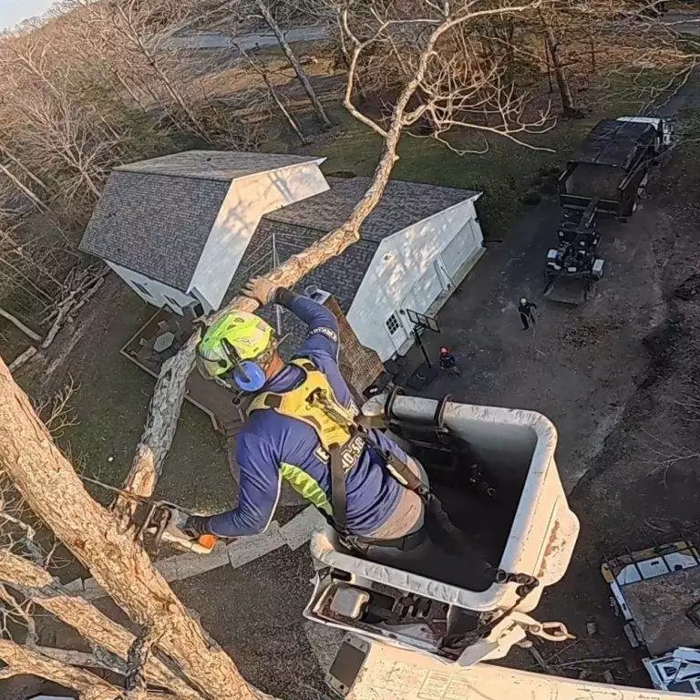 Emergency tree service clearing fallen oak blocking driveway in Huntingtown MD