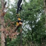 Tree decline symptoms affecting mature trees in Southern Maryland neighborhoods