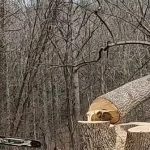 Tree pruning for safety in Southern Maryland to remove hazardous branches near a residential property