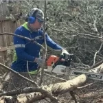 An arborist is trimming a tree in Southern Maryland ahead of hurricane season
